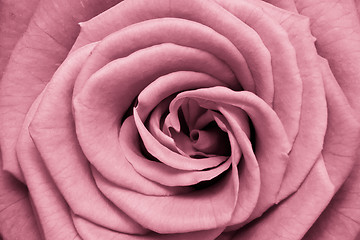 Image showing pink rose