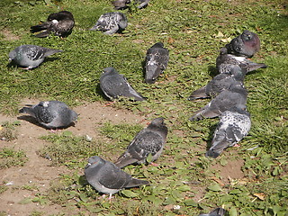 Image showing Pigeons