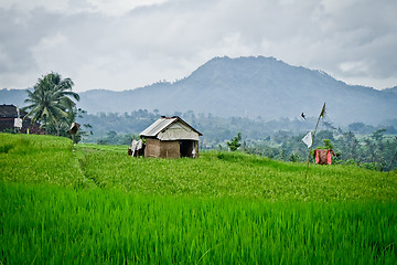 Image showing rice fields in Bali, Indonesia