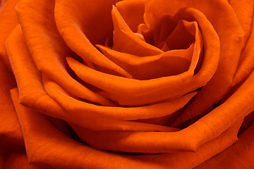 Image showing orange rose