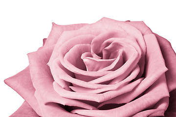 Image showing pink rose