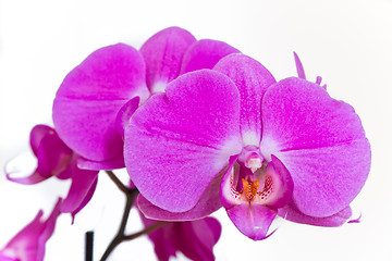 Image showing pink orchid