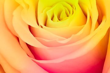 Image showing multicolor rose