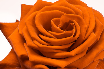 Image showing orange rose