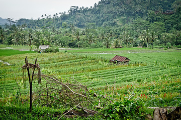 Image showing rice fields in Bali, Indonesia