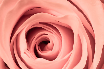 Image showing pink rose close up