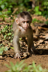 Image showing Monkey (Macaca fascicularis)