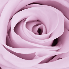 Image showing violet rose close up