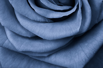 Image showing blue rose