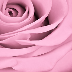 Image showing pink rose close up