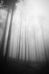 Image showing misty forest