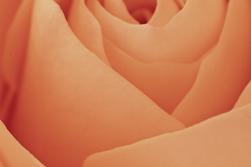 Image showing orange rose macro