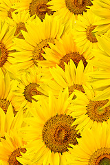 Image showing sunflower background