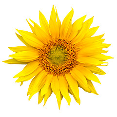 Image showing sunflower