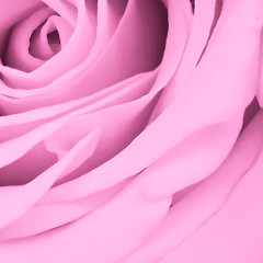 Image showing pink rose close up