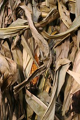 Image showing Decorative Corn Stalks