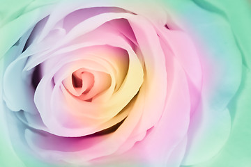 Image showing multicolor rose