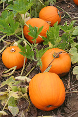 Image showing Pumpkin Patch