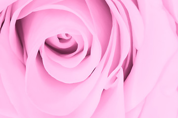 Image showing pink rose close up