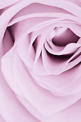 Image showing violet rose close up