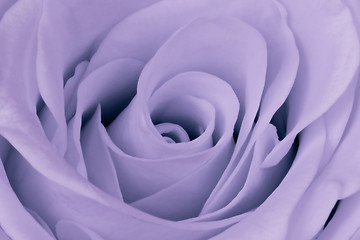 Image showing violet rose close up