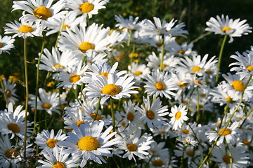 Image showing daisies