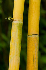 Image showing bamboo (bumbusa vulgaris)