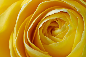 Image showing yellow rose macro