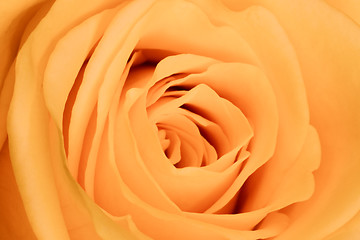 Image showing orange rose close up