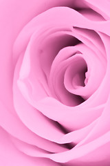 Image showing pink rose close up