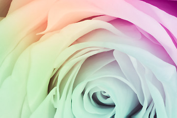 Image showing multicolor rose