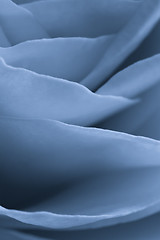 Image showing blue rose macro