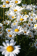 Image showing Daisies