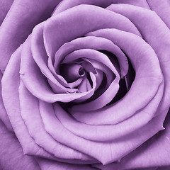 Image showing violet rose