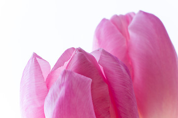 Image showing pink tulips