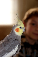 Image showing Grizzly Bird