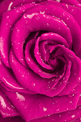 Image showing pink rose