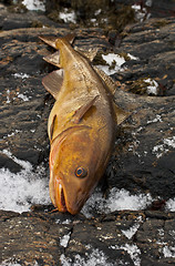 Image showing fish bowel 