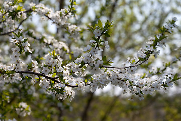 Image showing Blossom cherry tree