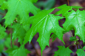 Image showing Wet spring leaves