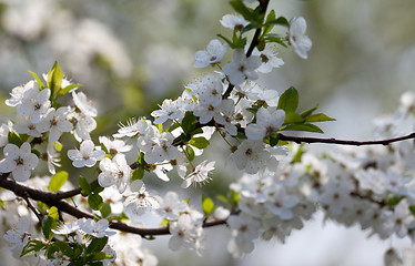 Image showing Spring flowers of cherry tree