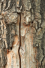 Image showing Oak trunk with partly ragged bark