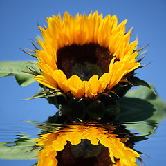 Image showing sunflower in the water