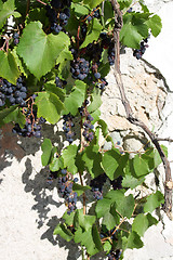 Image showing blue grapes with green leaves