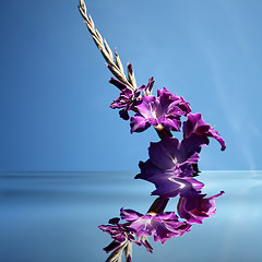 Image showing gladioli