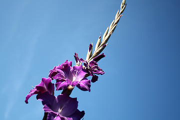 Image showing flower-gladioli