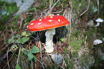 Image showing Red-white fly agarics