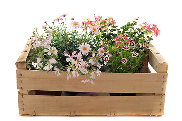 Image showing flowers in a crate