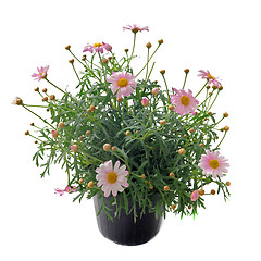 Image showing pink daisies