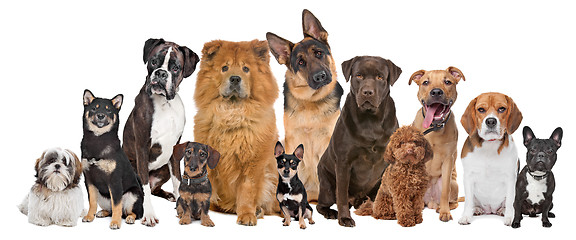 Image showing Group of twelve dogs